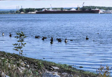 Ducks at Presque Isle State Park Photo by N & C Knapp December, 2005